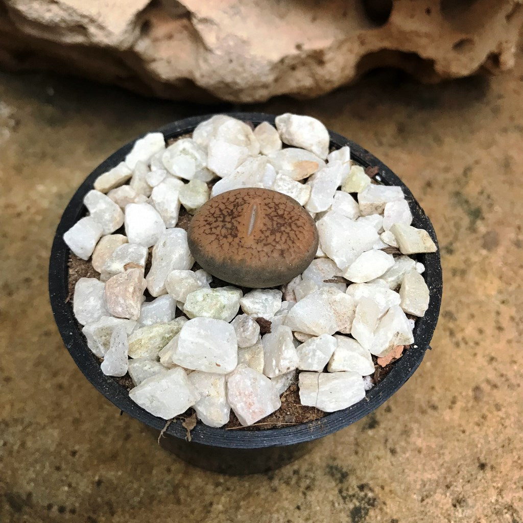  Lithops Villetii Subs. Deboeri Living Stone Succulent Plant