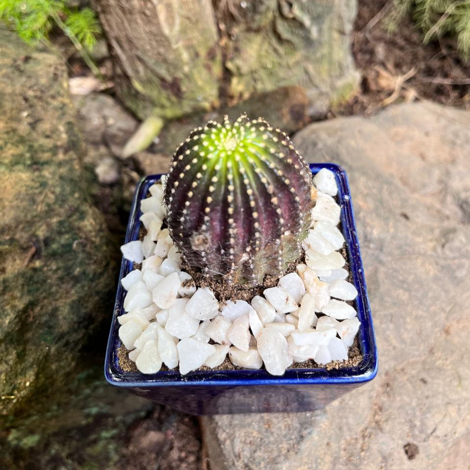  Lobivia Napina Cactus Plant