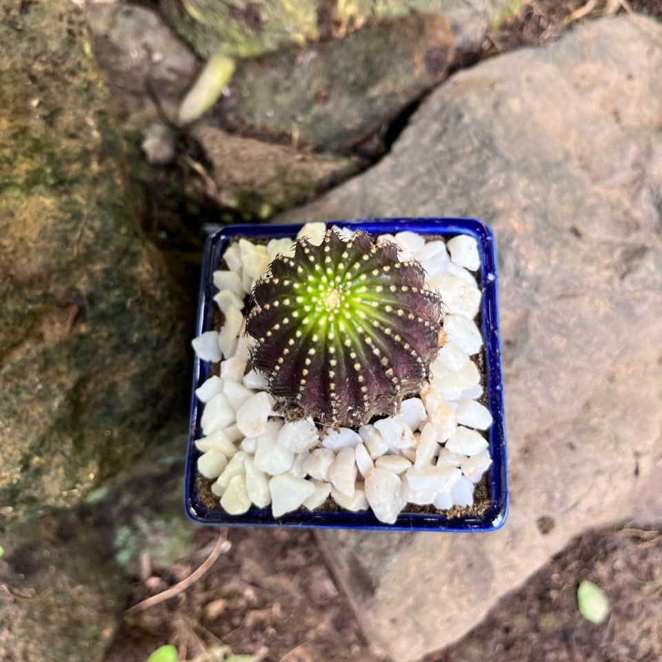  Lobivia Napina Cactus Plant