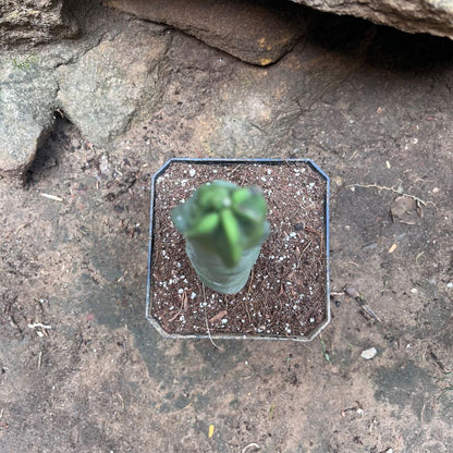  Lophocereus Schottii Var.monstros Cactus Plant