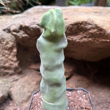  Lophocereus Schottii Var.monstros Cactus Plant