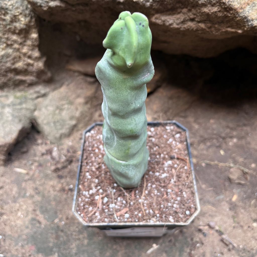  Lophocereus Schottii Var.monstros Cactus Plant