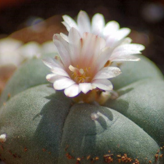  Lophophora Williamsii Whiskey Cactus Plant