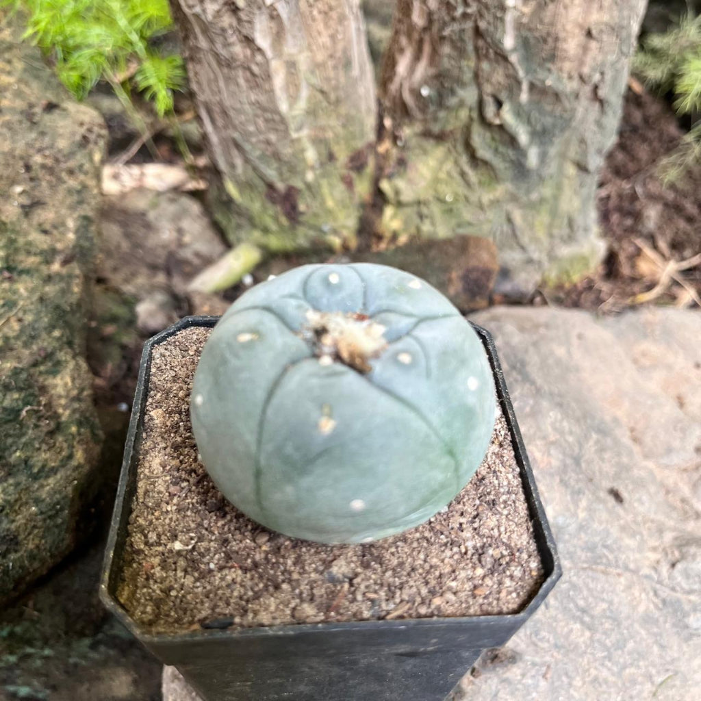  Lophophora Fricii Cv Kikko Cactus Plant