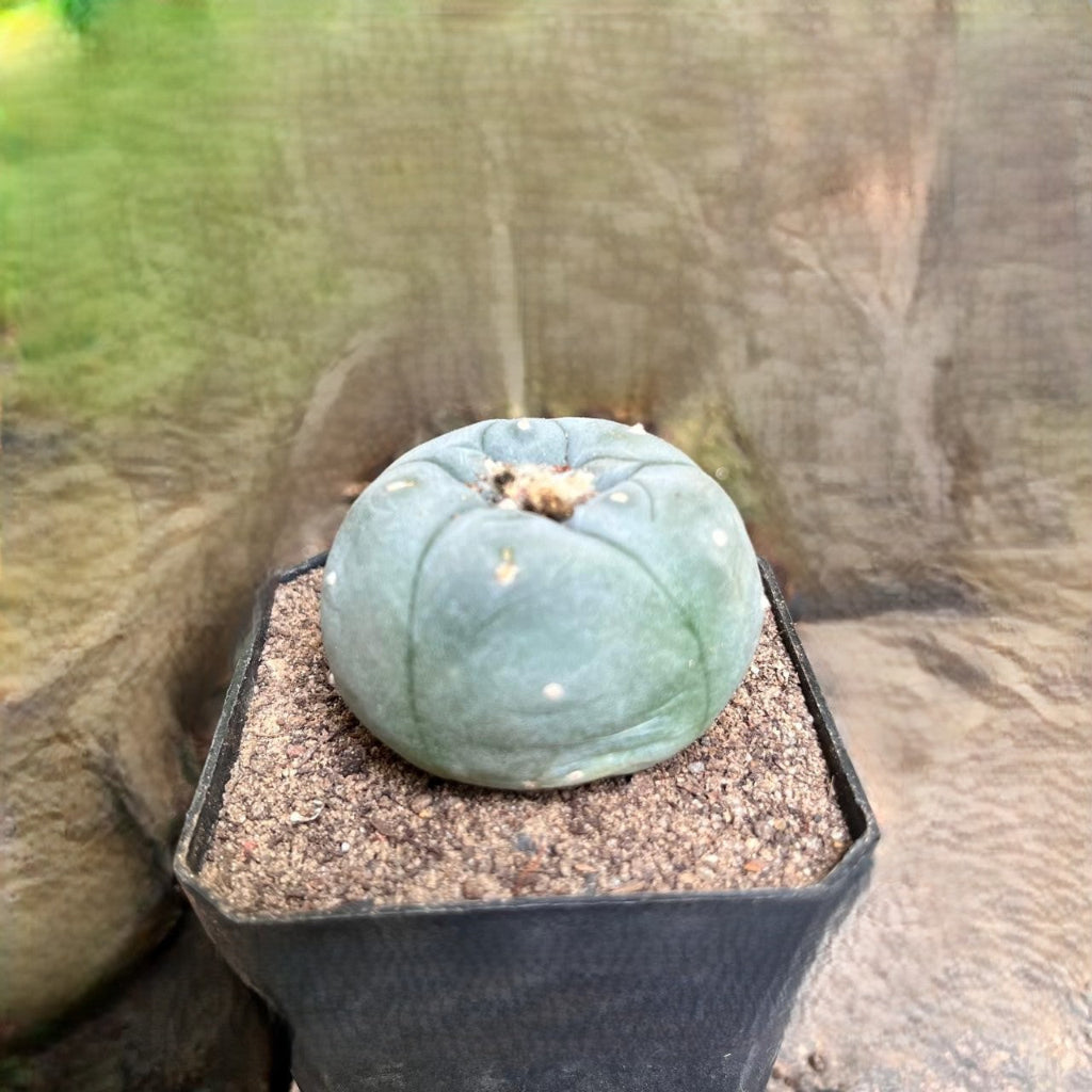  Lophophora Fricii Cv Kikko Cactus Plant