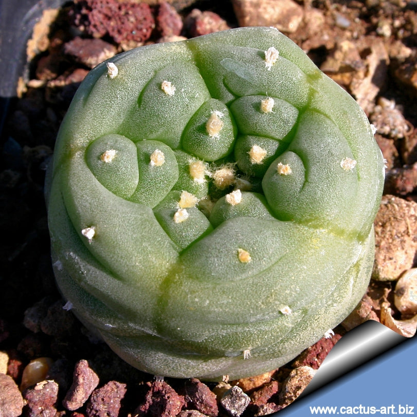  Lophophora Fricii Cv Kikko Cactus Plant