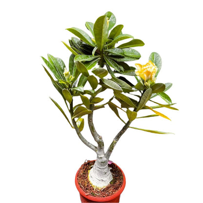  Lutino Twist Adenium Plant