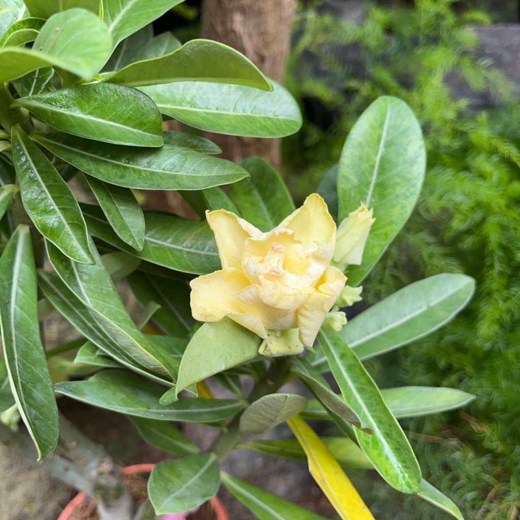  Lutino Twist Adenium Plant