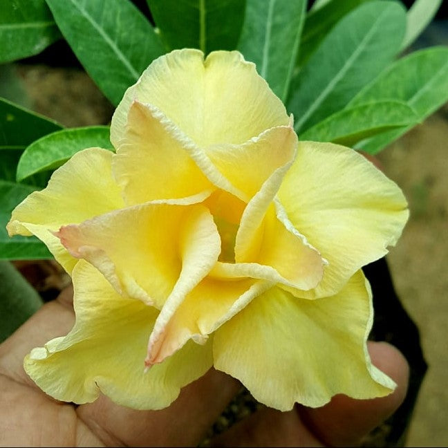  Lutino Twist Adenium Plant