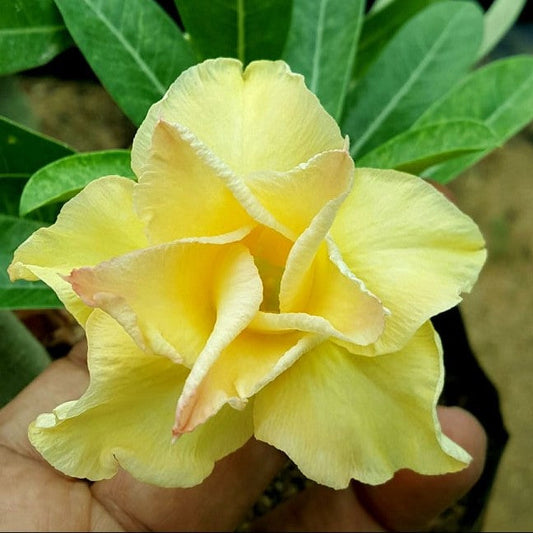  Lutino Twist Adenium Plant