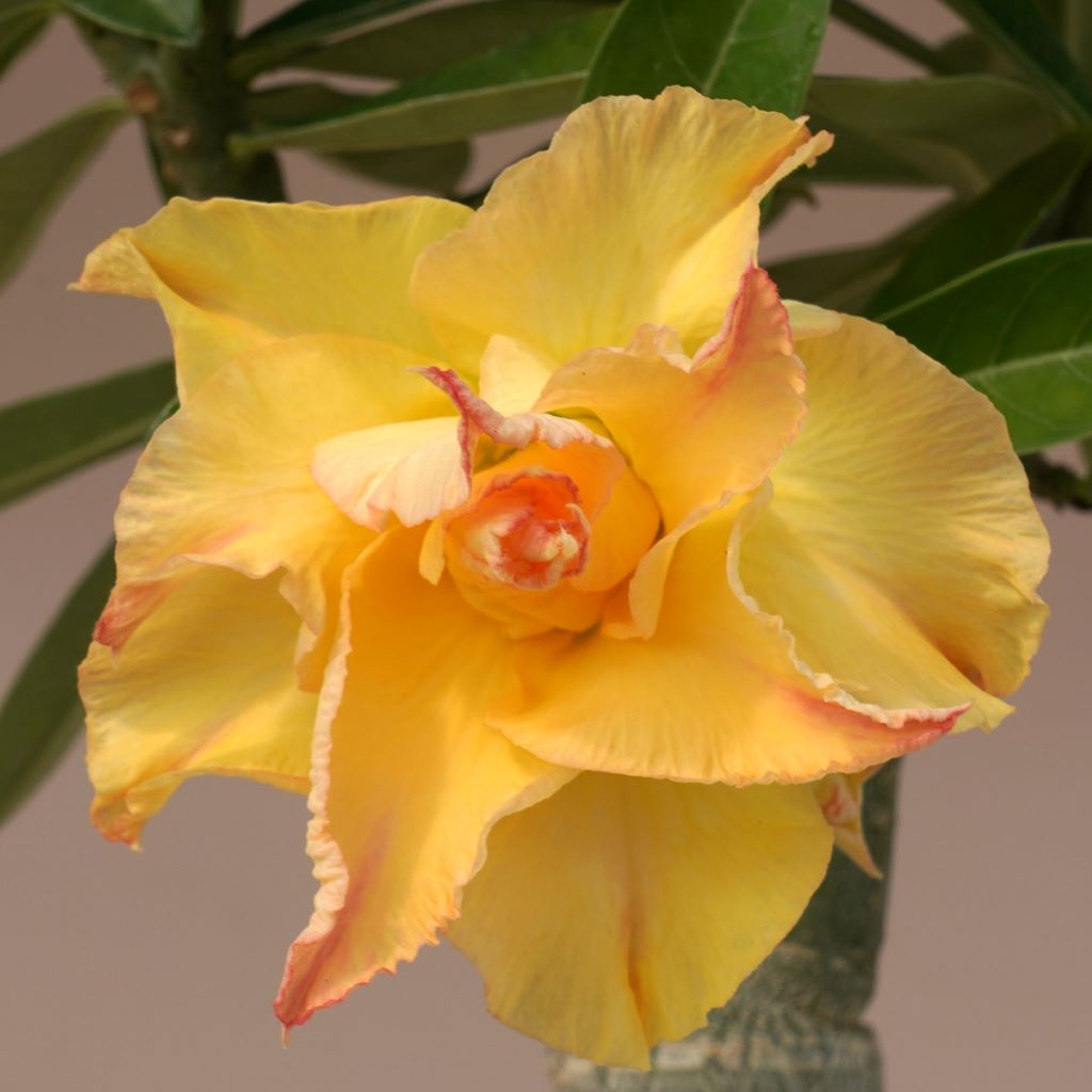  Lutino Twist Adenium Plant