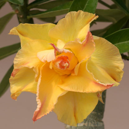 Lutino Twist Adenium Plant