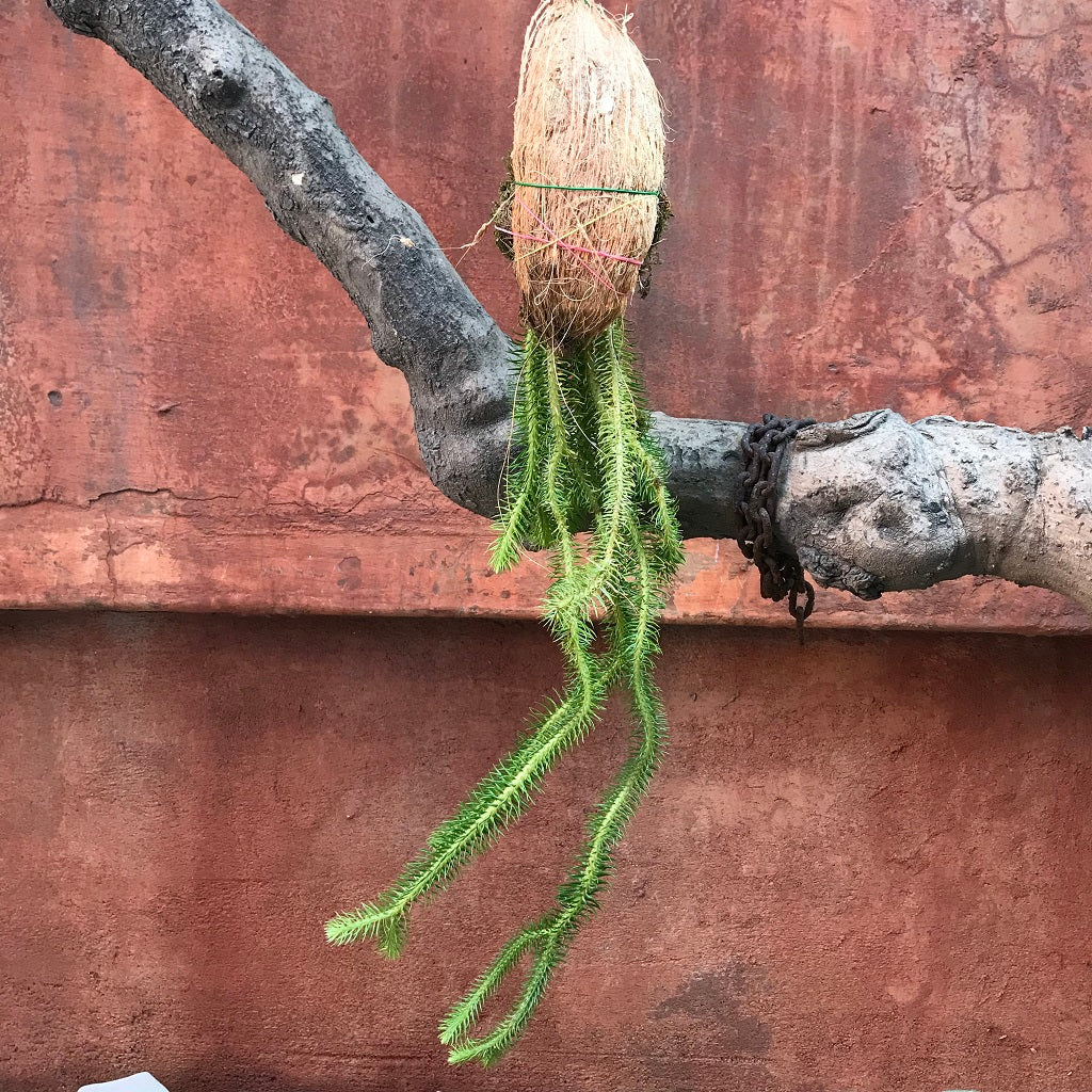  Lycopodium Clavatum Fern Plant