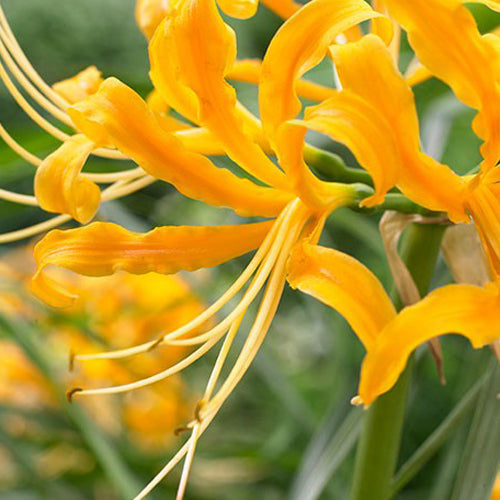  Lycoris Aurea (Bulbs)