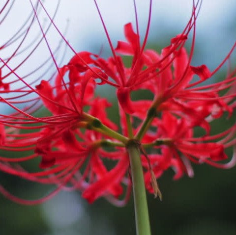  Lycoris Radiata (Bulbs)