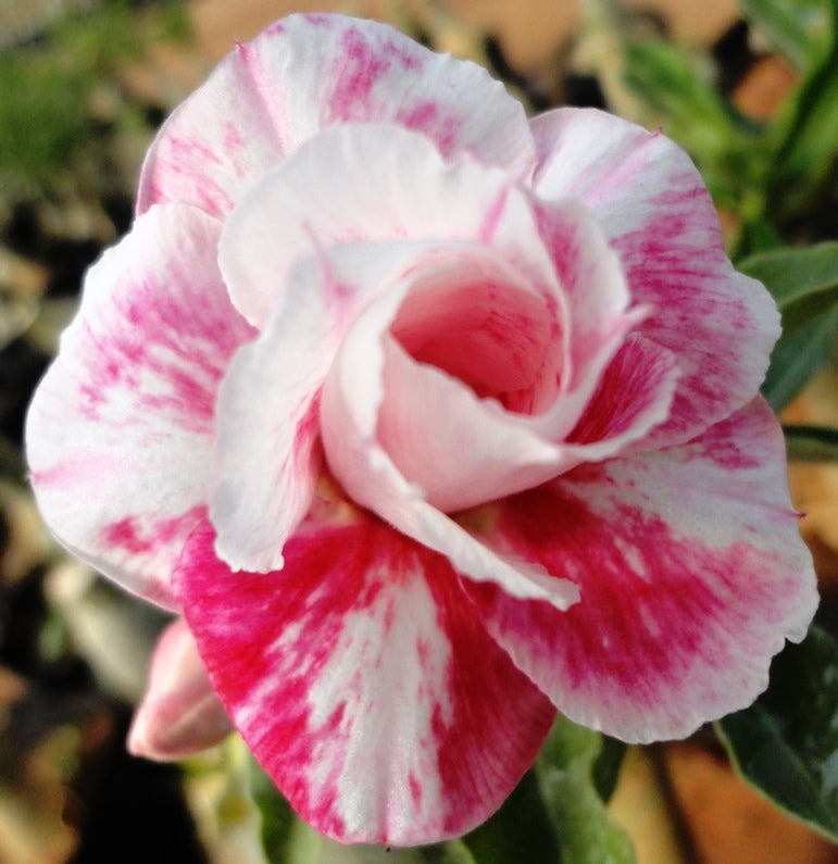  Marilyn Monroe Adenium Plant