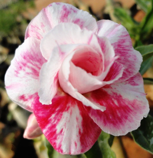  Marilyn Monroe Adenium Plant