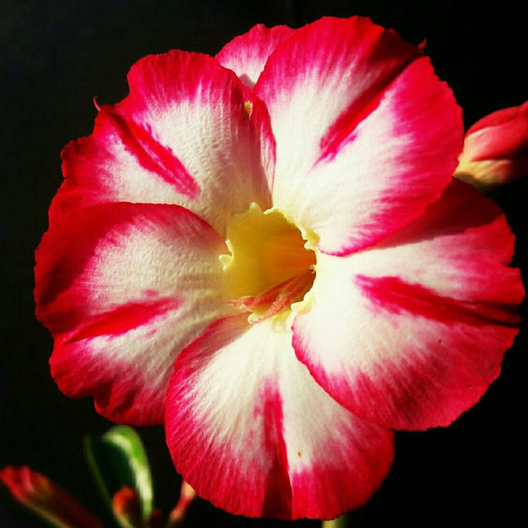  Carmine Stripe Adenium Plant
