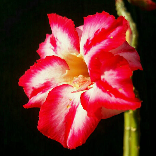  Striped Galah Adenium Plant