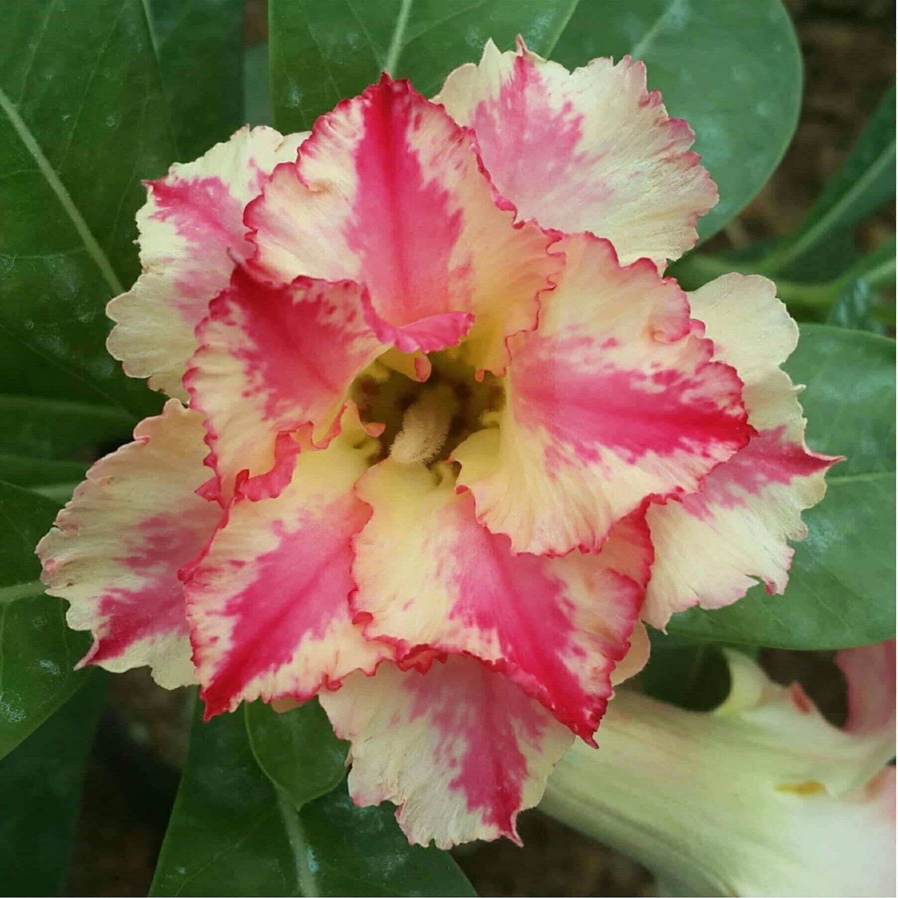  Sparkling Star Adenium Plant