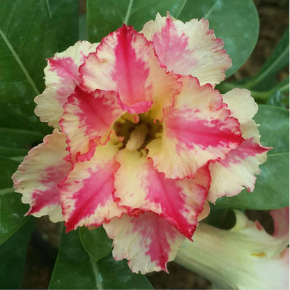  Sparkling Star Adenium Plant