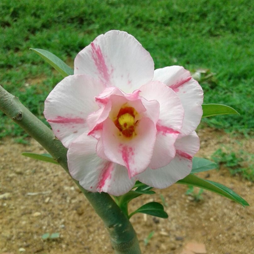  Pink Floret Adenium Plant