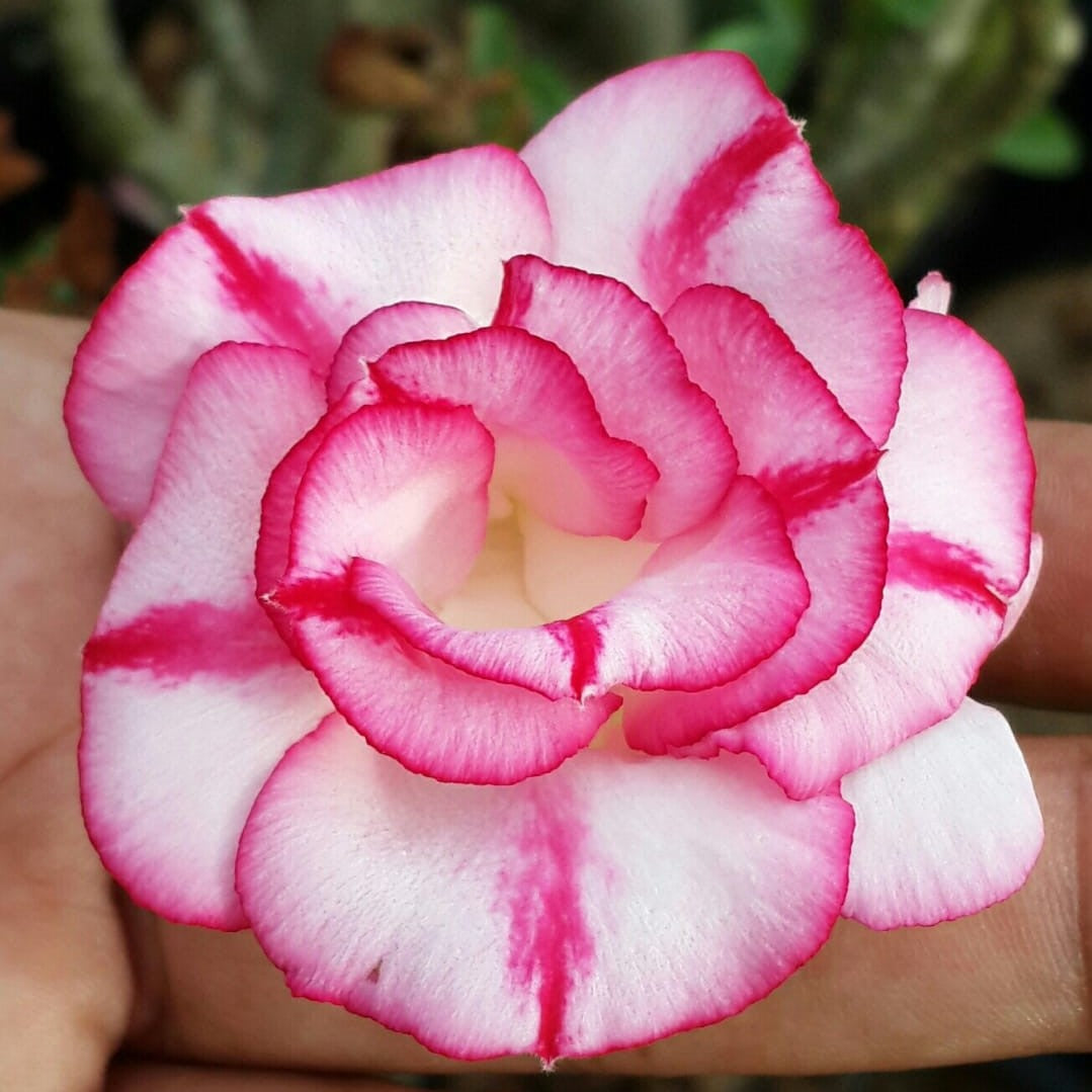  Rim Of Peony Adenium Plant