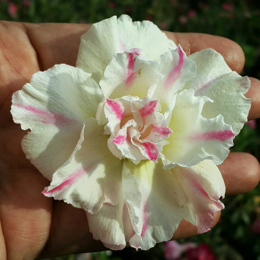  Blushing Damsel Adenium Plant