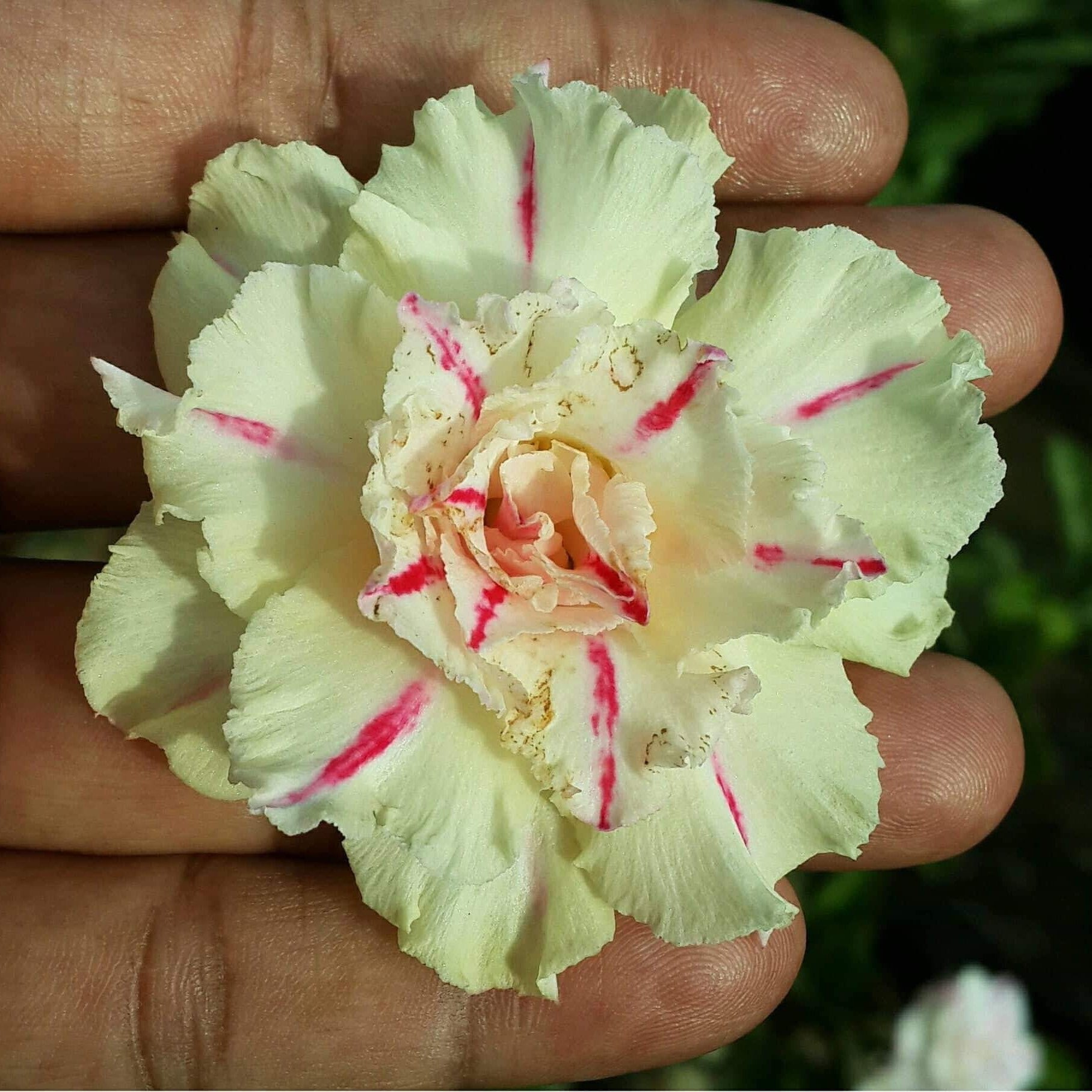  Lily Tinge Adenium Plant