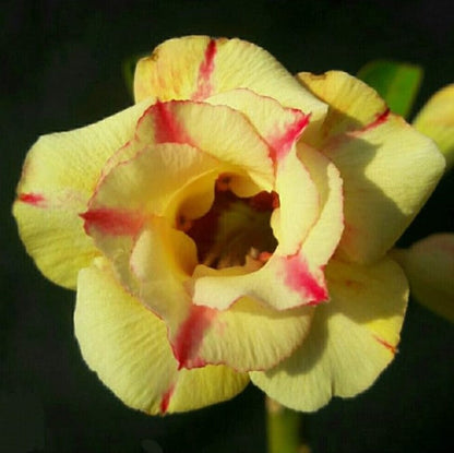  Raspberry Custard Adenium Plant