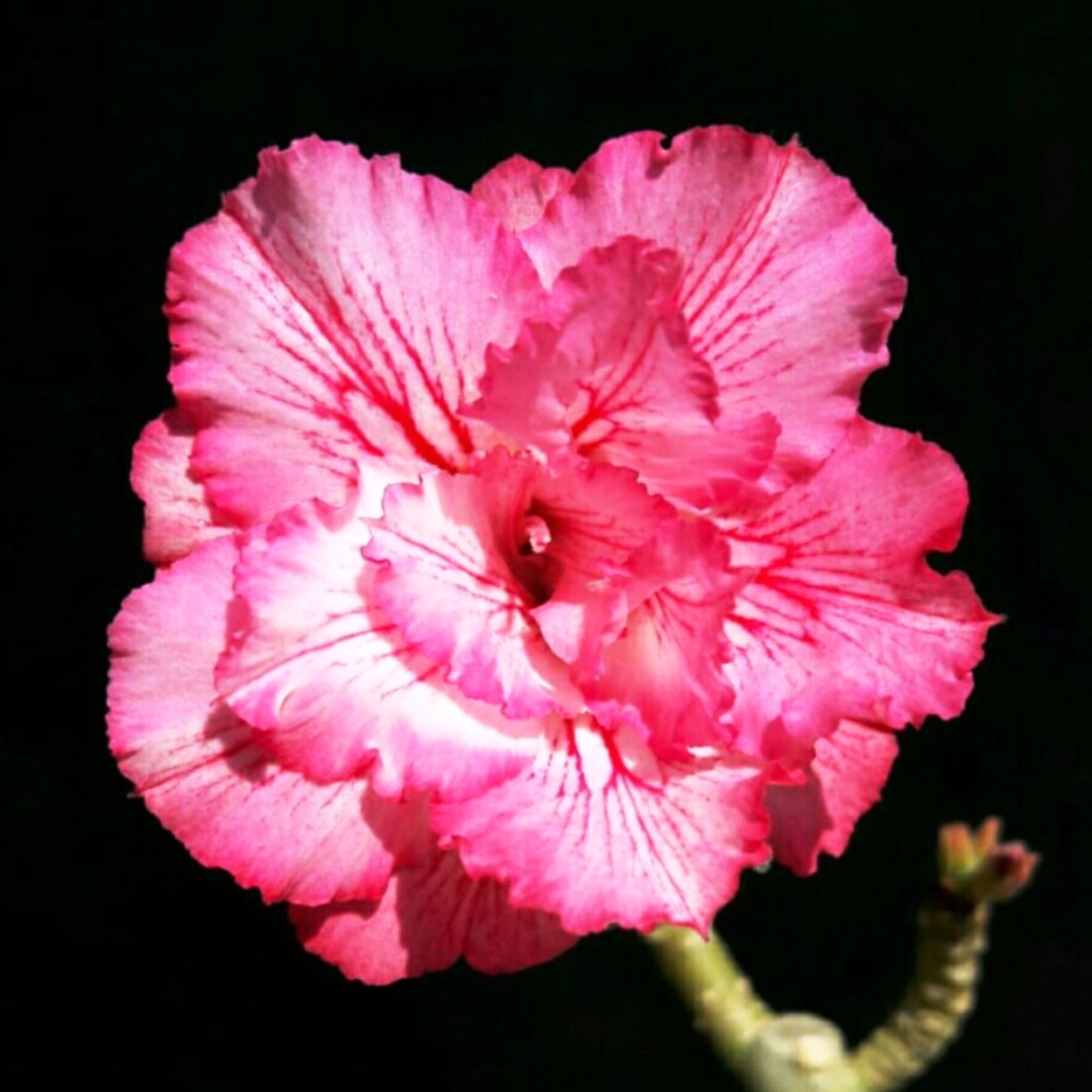  Majestic Pharaoh Adenium Plant