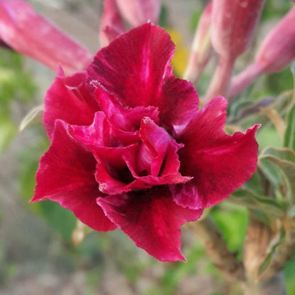  Rhubarb Splash Adenium Plant