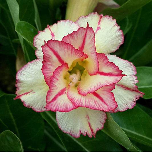  Stellate Bloom Adenium Plant