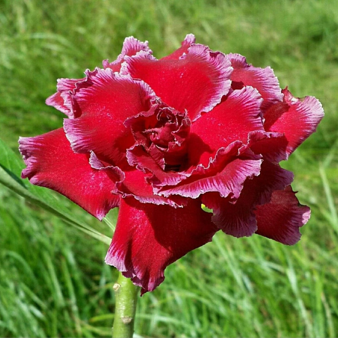  Crimson Twirl Adenium Plant