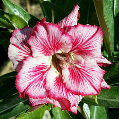  Flavis Adenium Plant