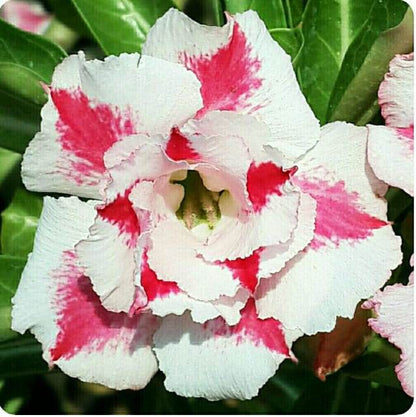  Song Of India Adenium Plant