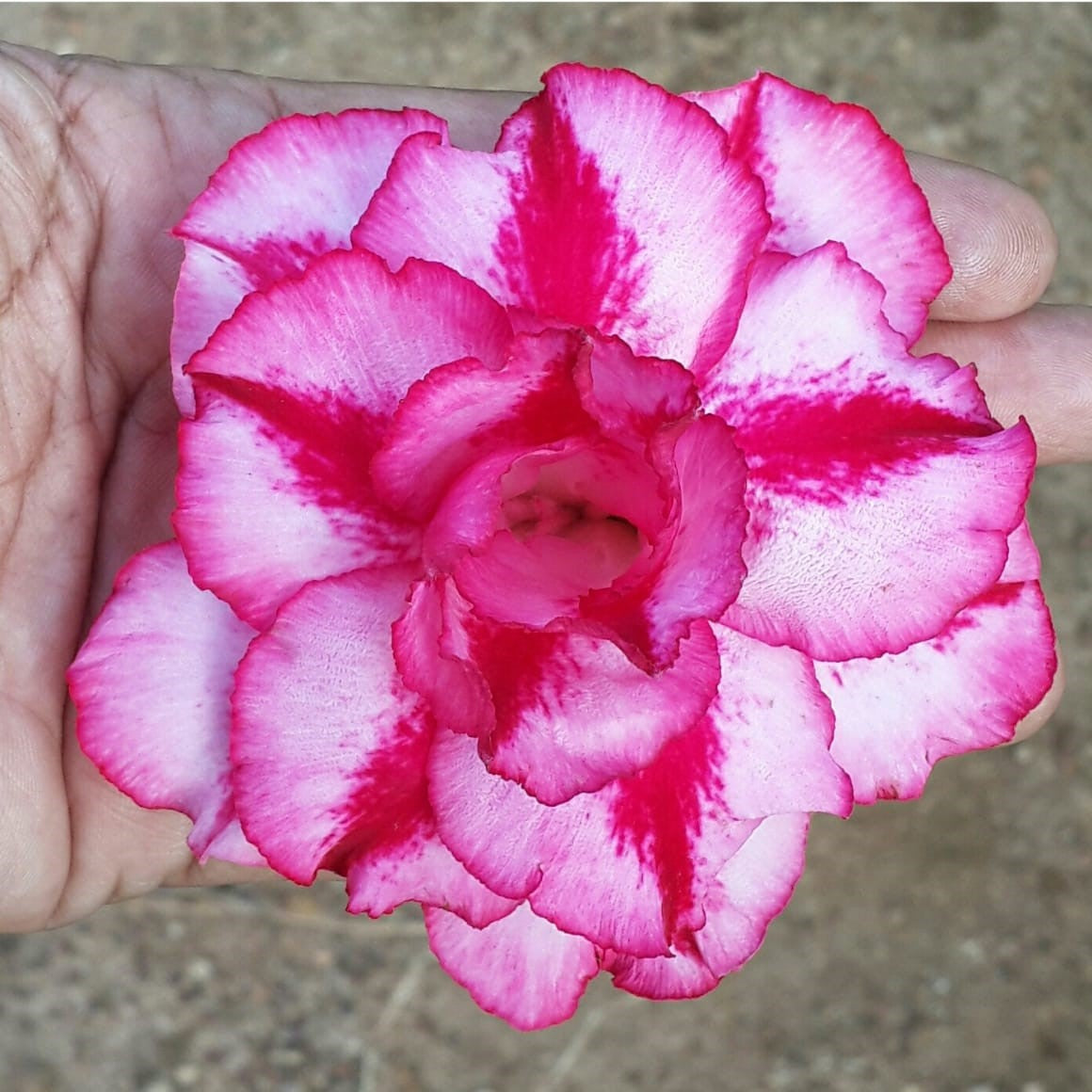  Pink Swish Adenium Plant