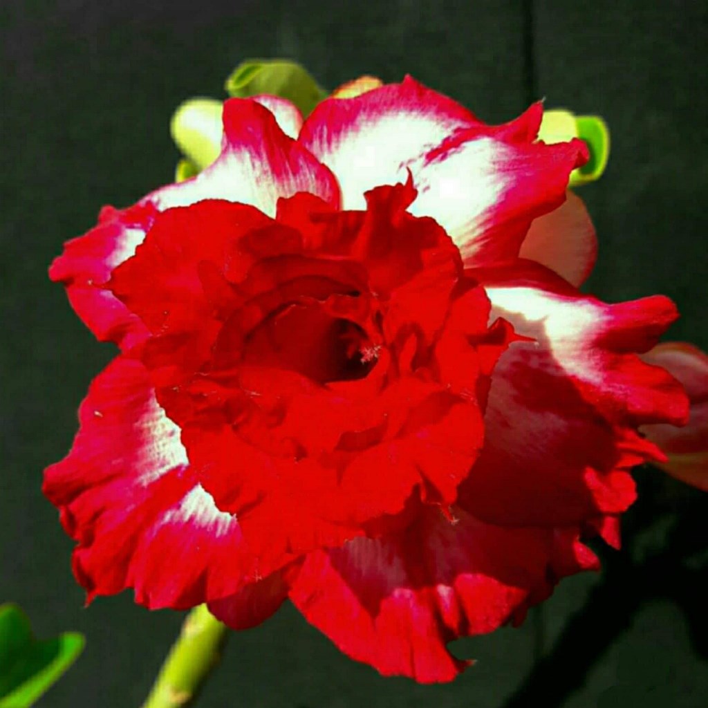  Venus Adenium Plant