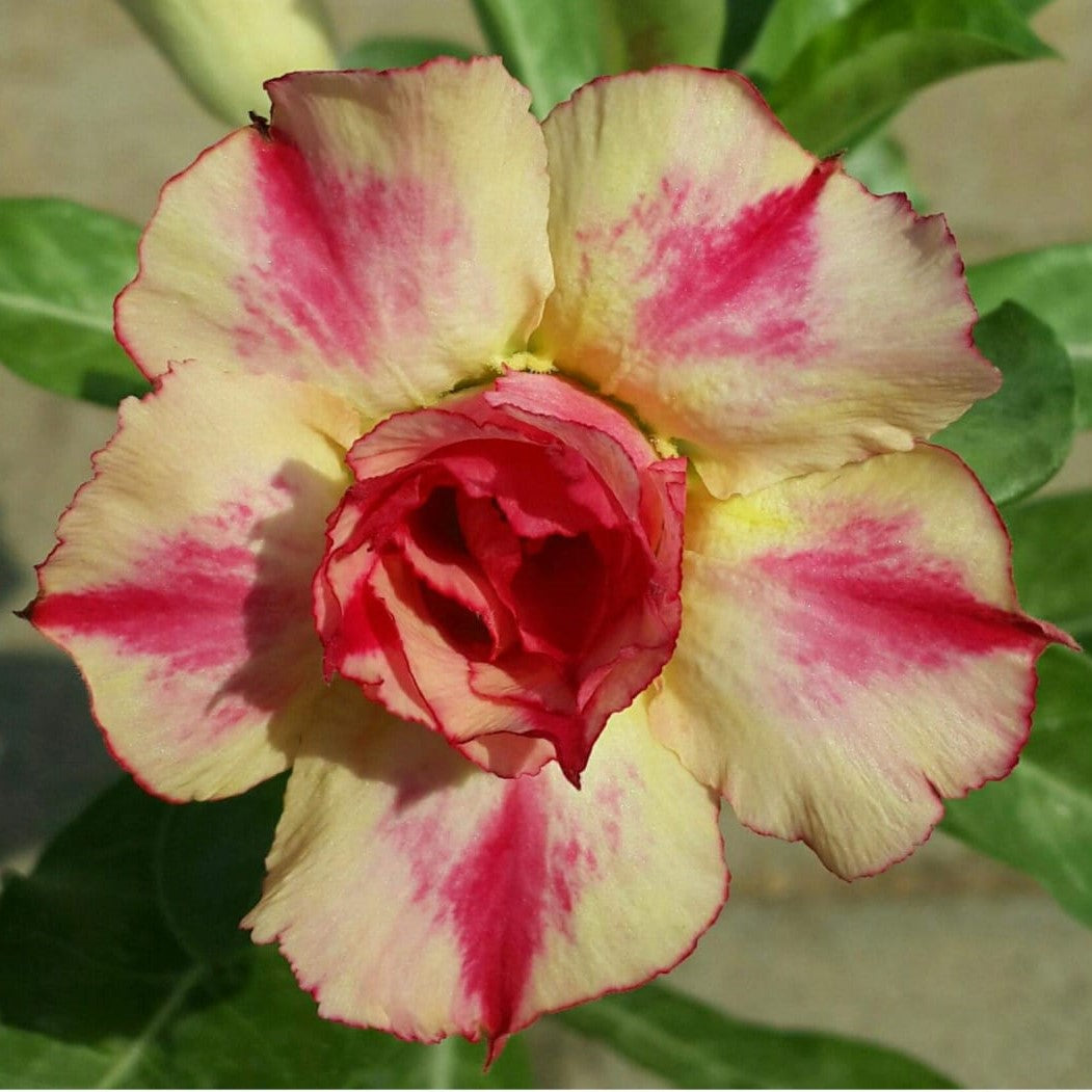  Blooming Aura Adenium Plant
