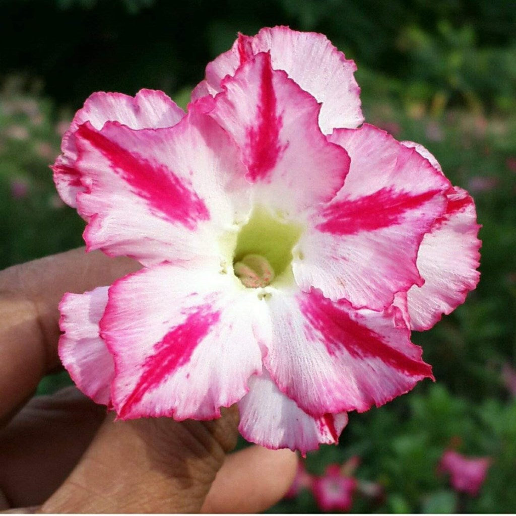  Suisei Adenium Plant
