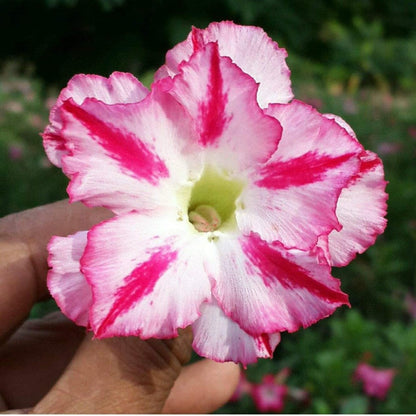  Suisei Adenium Plant