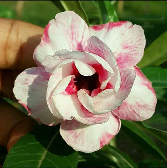  Siam Flame Adenium Plant