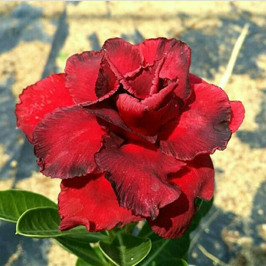  Lady In Red Adenium Plant