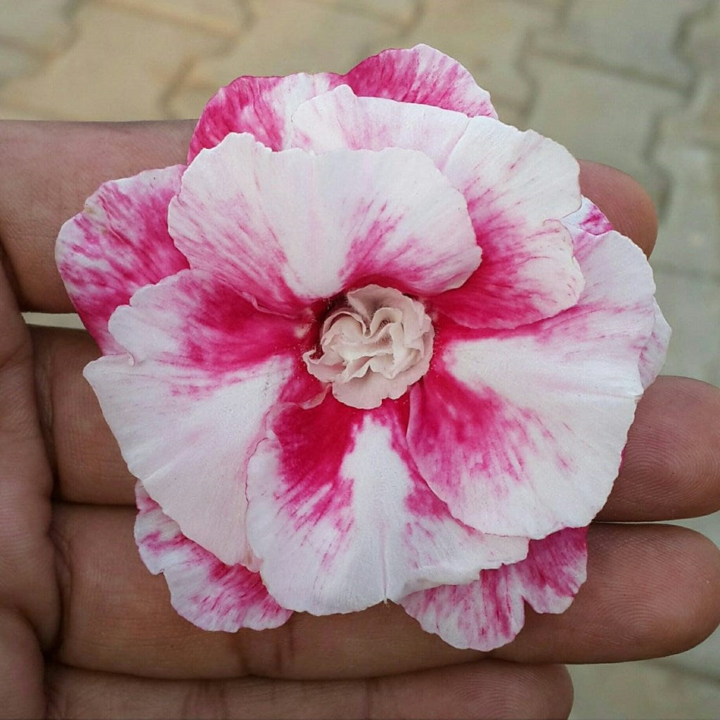  Nova Luna Adenium Plant