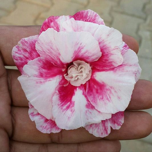  Nova Luna Adenium Plant