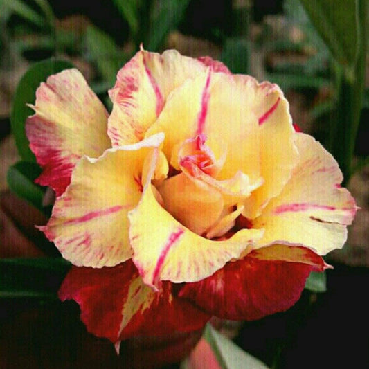  Divine Cauldron Adenium Plant