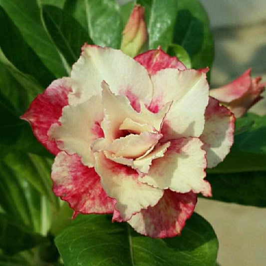  Sunset Venice Adenium Plant