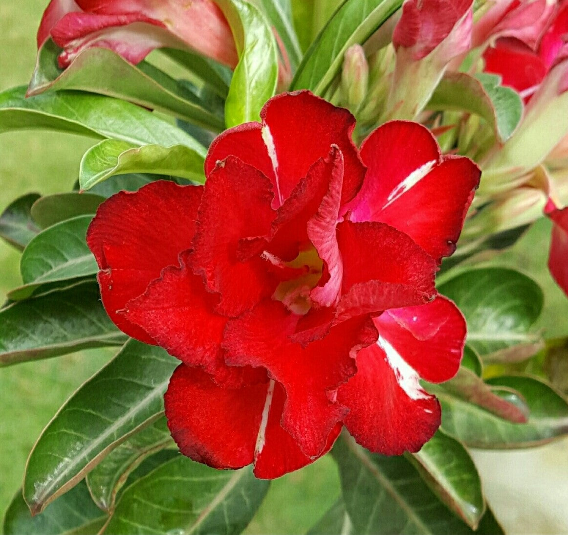  Ruddy Red Adenium Plant