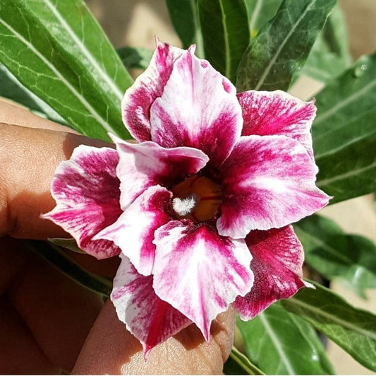  Cherry Slush Adenium Plant