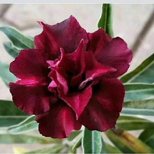  Black Bird Adenium Plant